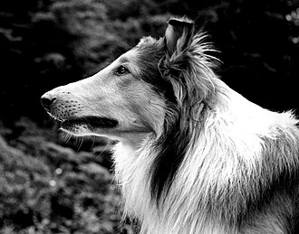 The Rough Collie who played Lassie in 1942
