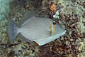 * Nomination Lei Triggerfish (Sufflamen bursa), Zanzibar, Tanzania --Poco a poco 17:44, 2 April 2025 (UTC) * Promotion  Support Good quality. -- Sabalo22 19:19, 02 April 2025 (UTC)