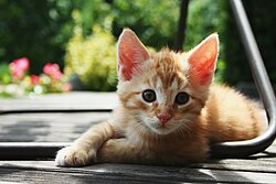 Here is the cutest possible kitten for you