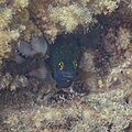 * Nomination: Damselfish (Stegastes lacrymatus), Zanzibar, Tanzania --Poco a poco 06:52, 17 March 2025 (UTC) * Review Can you reduce the white haze? --Mike Peel 09:09, 23 March 2025 (UTC) Thank you for your review. Not sure what you meant, but I reworked it, what do you think? --Poco a poco 21:26, 30 March 2025 (UTC) I think it's better, but not quite there. It's like the contrast isn't quite right. In Lightroom I'd use 'dehaze' or change the contrast postively. --Mike Peel 17:24, 31 March 2025 (UTC)