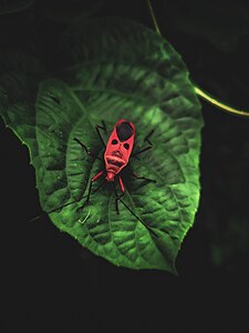 Eyes of the Wild 01.jpg User:A S M Jobaer