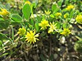 Trifolium dubium links oben unscharf Medicago minima