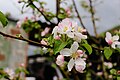 * Nomination: Apple blossom in March, Turkey. Kızıl 14:21, 1 April 2025 (UTC) * * Review needed