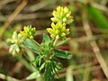 Trifolium dubium