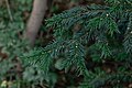 * Nomination: Taxus in Bishkek Botanical garden named after Enver Gareev. Bishkek, Kyrgyzstan. By User:Iuliia Malakhova --Екатерина Борисова 01:48, 30 March 2025 (UTC) * * Review needed
