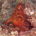 * Nomination: Commerson's frogfish or giant frogfish (Antennarius commers), Zanzibar, Tanzania. --Poco a poco 17:44, 2 April 2025 (UTC) * * Review needed