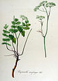 Pimpinella saxifraga
