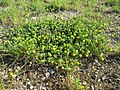 Trifolium dubium, nicht Medicago minima