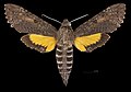 * Nomination Isognathus scyron - Dorsal side. By User:Archaeodontosaurus --Olivier LPB 09:52, 2 April 2025 (UTC) * Promotion  Support Good quality. --Alexander-93 10:26, 2 April 2025 (UTC)