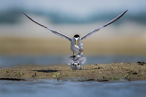 Little tern (Sternula albifrons) male, Rajshahi, Bangladesh