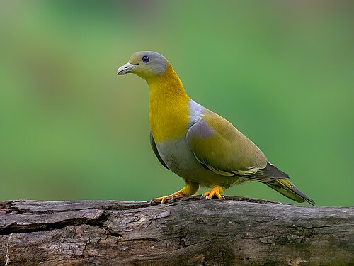 Yellow-footed green pigeon