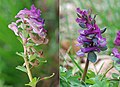 Vergleich Corydalis solida (links) und Corydalis cava (rechts)