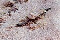 * Nomination: Little dragonfish (Eurypegasus draconis), Zanzibar, Tanzania --Poco a poco 15:32, 28 March 2025 (UTC) * * Review needed