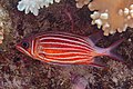* Nomination Crowned squirrelfish (Sargocentron diadema), Zanzibar, Tanzania --Poco a poco 07:51, 3 April 2025 (UTC) * Promotion  Support Good quality. --Ercé 10:18, 3 April 2025 (UTC)