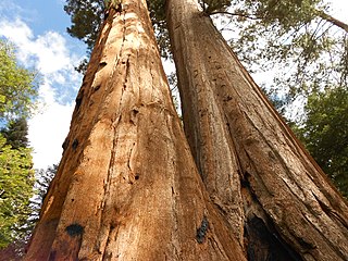 Black Mountain Grove, a giant sequoia grove