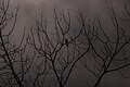 * Nomination: Solitary SilenceI, the copyright holder of this work, hereby publish it under the following license:This media has been uploaded as a part of Project Korikath --A S M Jobaer 06:55, 29 March 2025 (UTC) * * Review needed