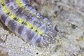 * Nomination Sticky snake sea cucumber (Euapta godeffroyi), Zanzibar, Tanzania --Poco a poco 21:01, 1 April 2025 (UTC) * Promotion  Support Good quality. --Velvet 08:46, 2 April 2025 (UTC)