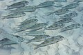 * Nomination Yellowstripe goatfishes (Mulloidichthys flavolineatu), Zanzibar, Tanzania --Poco a poco 17:44, 2 April 2025 (UTC) * Promotion  Support Good quality. --Velvet 07:43, 3 April 2025 (UTC)