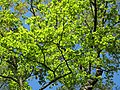 * Nomination Young oak leaves illuminated by the sun, Yelagin Island, Saint Petersburg, Russia. --Екатерина Борисова 01:44, 2 April 2025 (UTC) * Promotion  Support Good quality. --Johann Jaritz 02:39, 2 April 2025 (UTC)