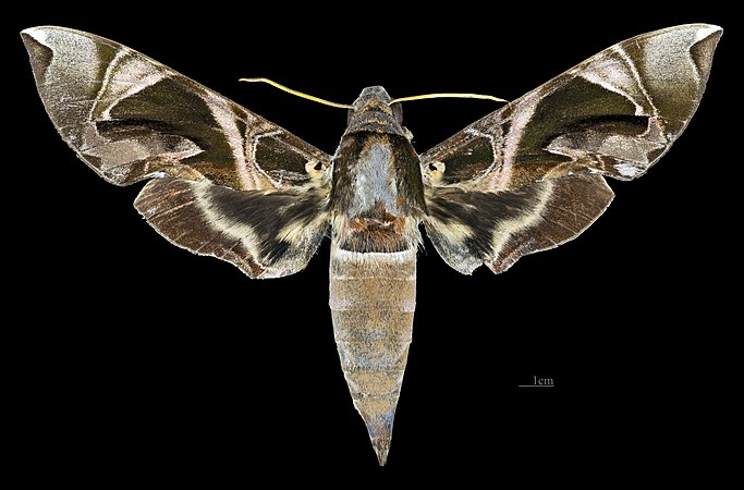 Female dorsal