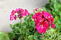 * Nomination: Pink blossom of geranium, Turkey. Kızıl 19:35, 30 March 2025 (UTC) * * Review needed