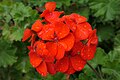 * Nomination: Pelargonium zonale. Sitia, Crete, Greece. --Petro Stelte 05:25, 3 April 2025 (UTC) * * Review needed