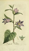Campanula trachelium