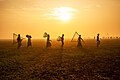 * Nomination: A row of fishermen walk with polo and nets to participate in the centuries-old Polo Bawa fishing festival in Pabna, Bangladesh. By User:Muhammad Amdad Hossain --Wasiul Bahar 09:20, 30 March 2025 (UTC) * Review The four nominated photos by Muhammad Amdad Hossain are very nice, but all are missing categories. Can this be fixed? --Lrkrol 13:47, 2 April 2025 (UTC)