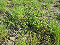Trifolium dubium, nicht Medicago minima