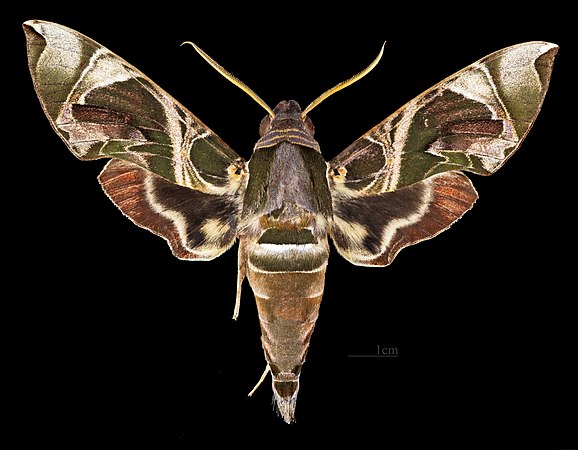 Male dorsal