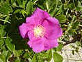 * Nomination Rosa rugosa, Curonian Spit (Latvia) --Syrio 11:54, 3 April 2025 (UTC) * Promotion  Support Good quality. --Poco a poco 15:35, 3 April 2025 (UTC)