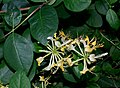 Lonicera periclymenum