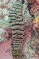 * Nomination Elephant trunkfish (Holothuria fuscopunctata), Zanzibar, Tanzania --Poco a poco 07:51, 3 April 2025 (UTC) * Promotion  Support Good quality. --Ercé 10:18, 3 April 2025 (UTC)