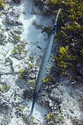 * Nomination: Chinese trumpetfish (Aulostomus chinensis), Zanzibar, Tanzania --Poco a poco 07:51, 3 April 2025 (UTC) * * Review needed