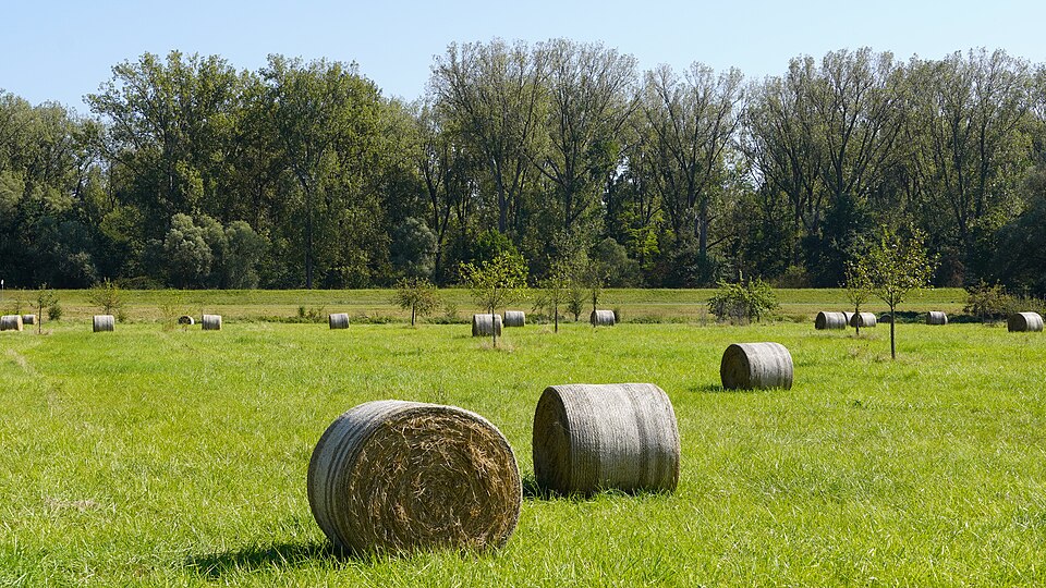 Mowed Meadow with hay balls at Roemerberg, Germany