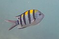 * Nomination Indo-Pacific sergeant (Abudefduf vaigiensis), Zanzibar, Tanzania --Poco a poco 21:01, 1 April 2025 (UTC) * Promotion  Support Good quality. --Plozessor 02:43, 2 April 2025 (UTC)
