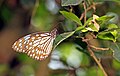 * Nomination: Close wing Basking posture of Tirumala limniace (Cramer, 1775) - Blue Tiger (Female) --Sandipoutsider 11:29, 3 April 2025 (UTC) * * Review needed