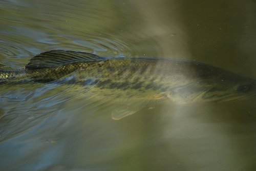 Largemouth Bass
