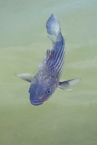 Striped Bass