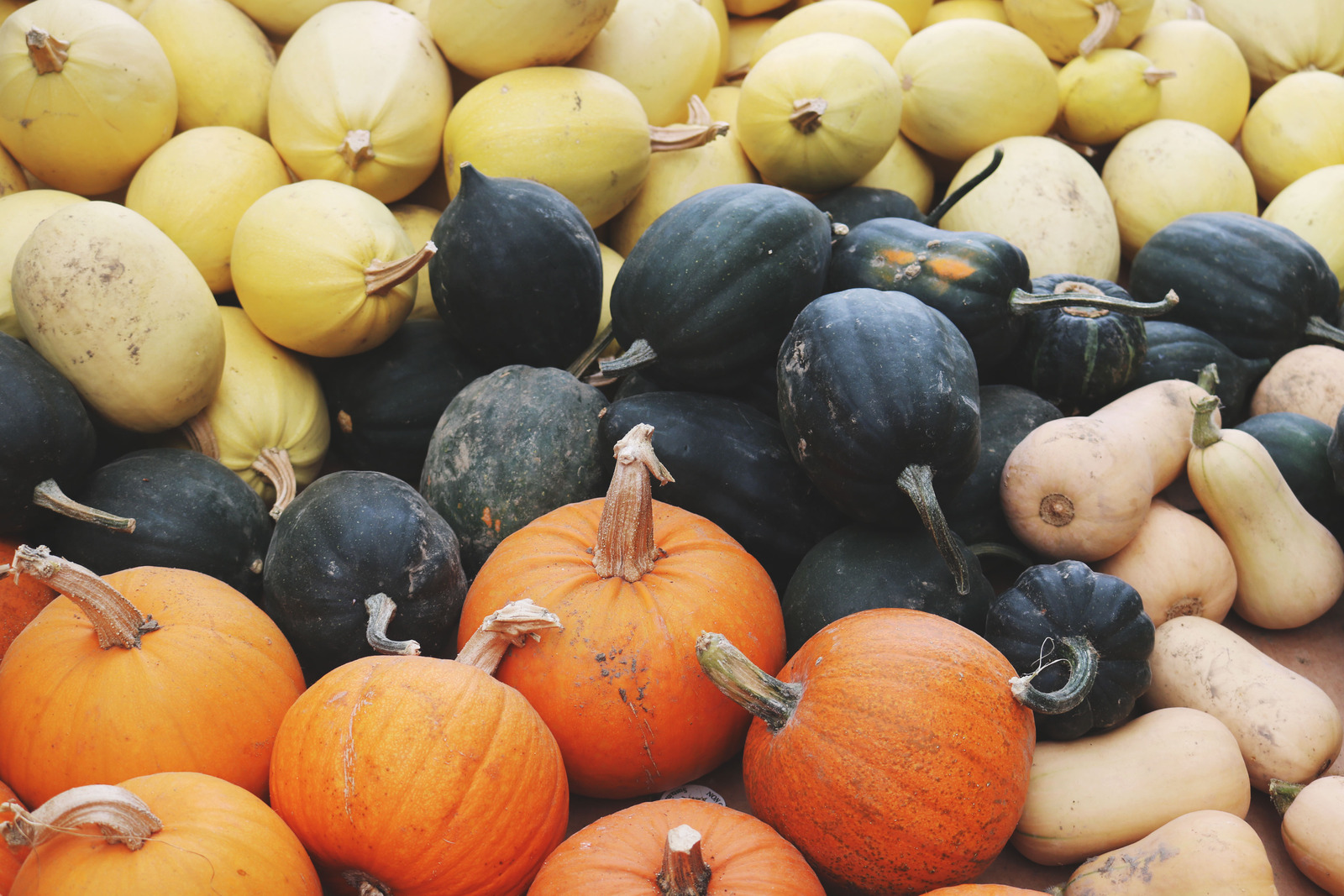 Pumpkins and squashes at harvest time