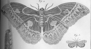 Black and white picture of a butterfly, lines tracing its wings from its body. 4 mushroom cloud shapes equally spaces out on its wings. Layered arches alternating colors desing on the end of its wings. There is a caterpillar to the left of the image and a smaller butterfly in the bottom right.