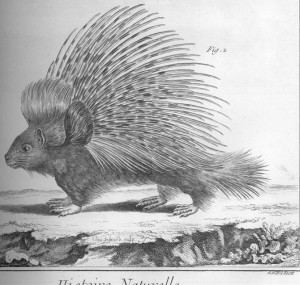 Sketch of a porcupine on all fours facing the left so we can see its left side. 