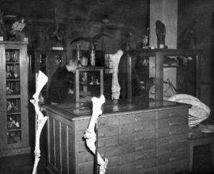 Student in laboratory with animal skeletons,