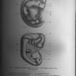 Two images in the book of Embryonic Development. The upper figure is human embryo, fro Ecker. Lower figure is that of a dog from Bischoff.