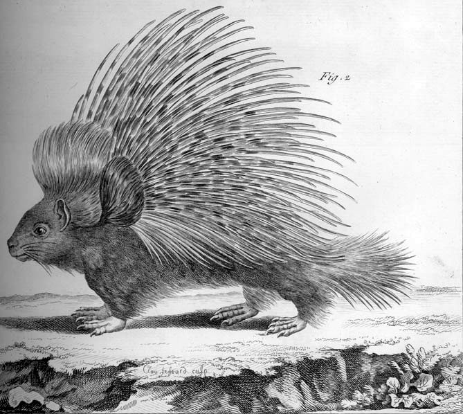 Illustration of a porcupine from Diderot's Encyclopedie.