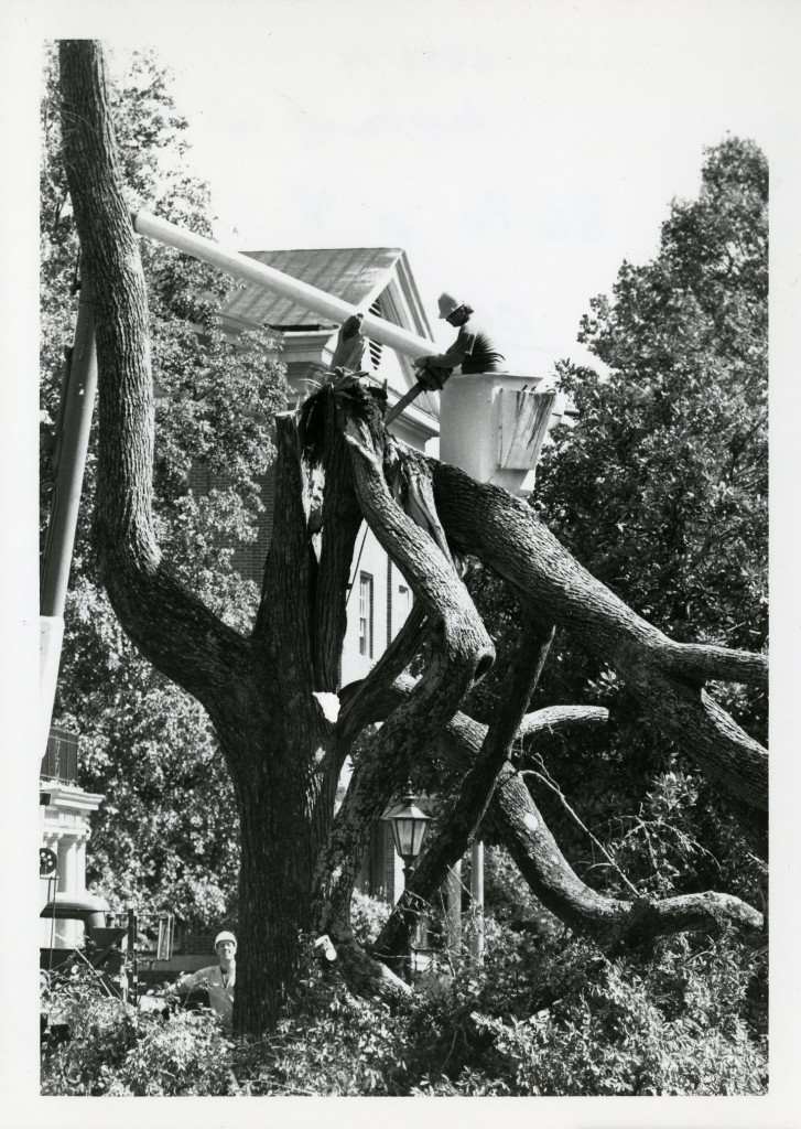 A man with a hardhat in a lift using a chainsaw to cut frayed branches from a tree that bent halfway up the tree next to one of the dorms