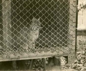 A wildcat behind a chain-link cage