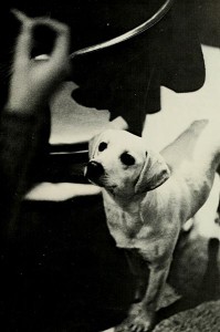 A phot of a dog looking up like he/she is about to get a treat, 1974