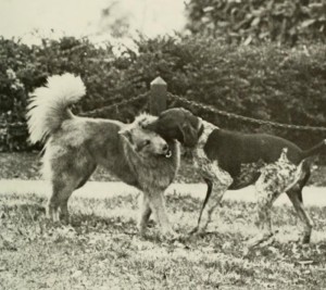 1981 yearbook photo of two dogs playing, one biting the other's ear