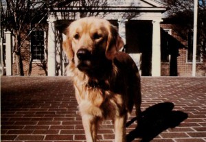 A dog in front of the Davidson Admissions office building